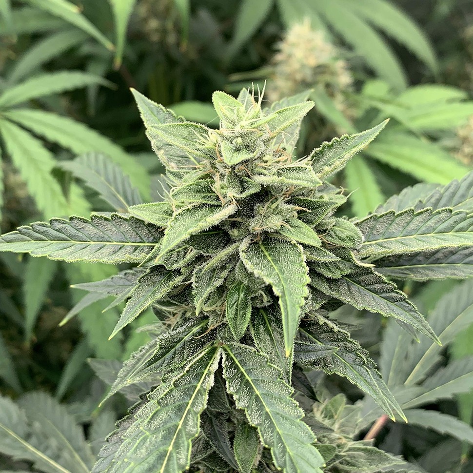 заказ семян конопли Нур-Султан Orange Skunk reg заказ семян конопли Нур-Султан Orange Skunk reg