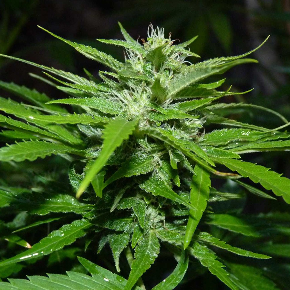 Семена Auto Sour Diesel feminised Ganja Seeds