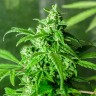 магазин семян конопли Juggernaut feminised магазин семян конопли Juggernaut feminised