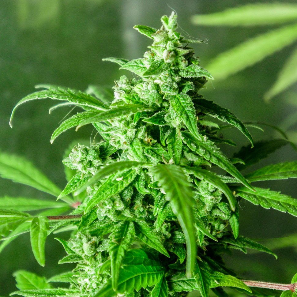 магазин семян конопли Juggernaut feminised магазин семян конопли Juggernaut feminised