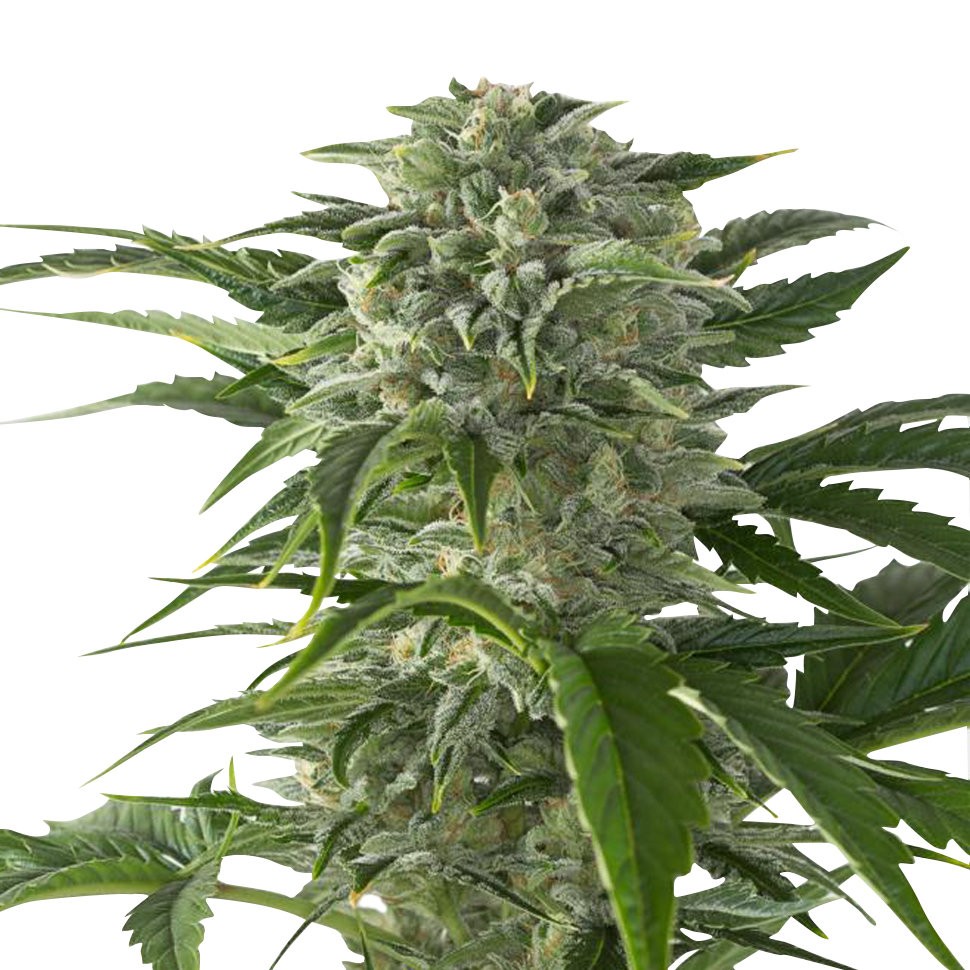 Семена Juggernaut feminised GanjaVIP Seeds