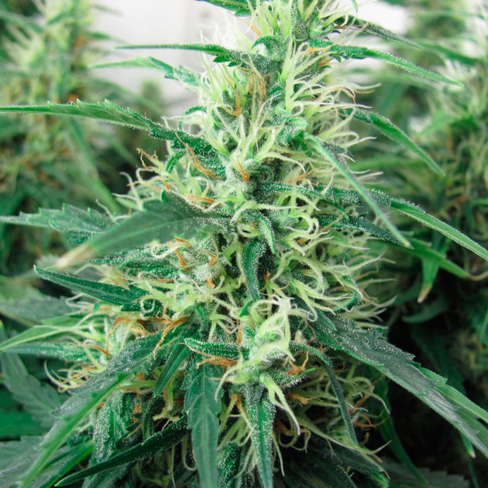 купить семена конопли Juggernaut feminised в Украине купить семена конопли Juggernaut feminised в Украине