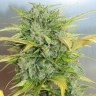 купить семена сортовой конопли Balkhash feminised купить семена сортовой конопли Balkhash feminised