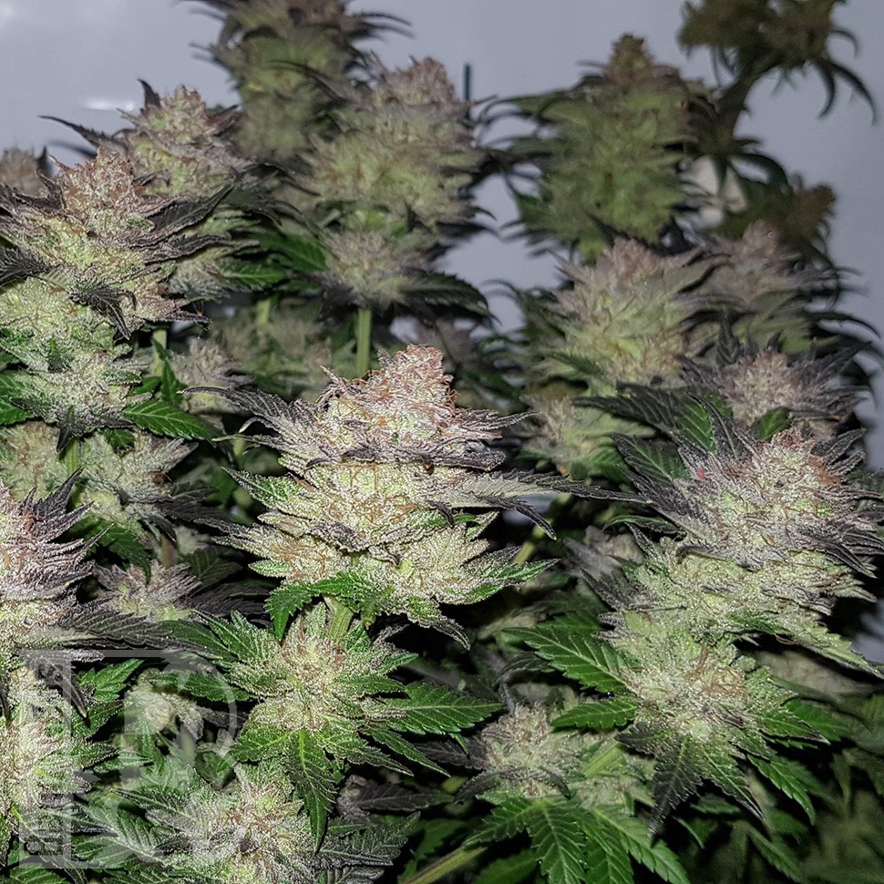 Семена ганжа Auto Critical Plus feminised Ganja Seeds