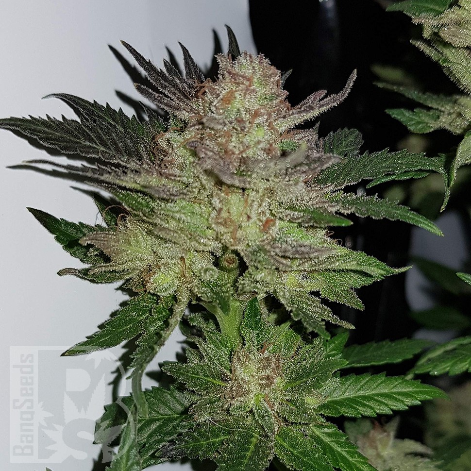 Семена Auto Critical Plus feminised Ganja Seeds Семена Auto Critical Plus feminised Ganja Seeds