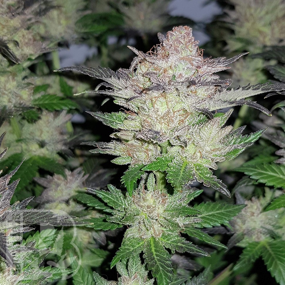Семки Auto Critical Plus feminised Ganja Seeds Семки Auto Critical Plus feminised Ganja Seeds