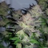 Марихуана Auto Critical Plus feminised Ganja Seeds Марихуана Auto Critical Plus feminised Ganja Seeds