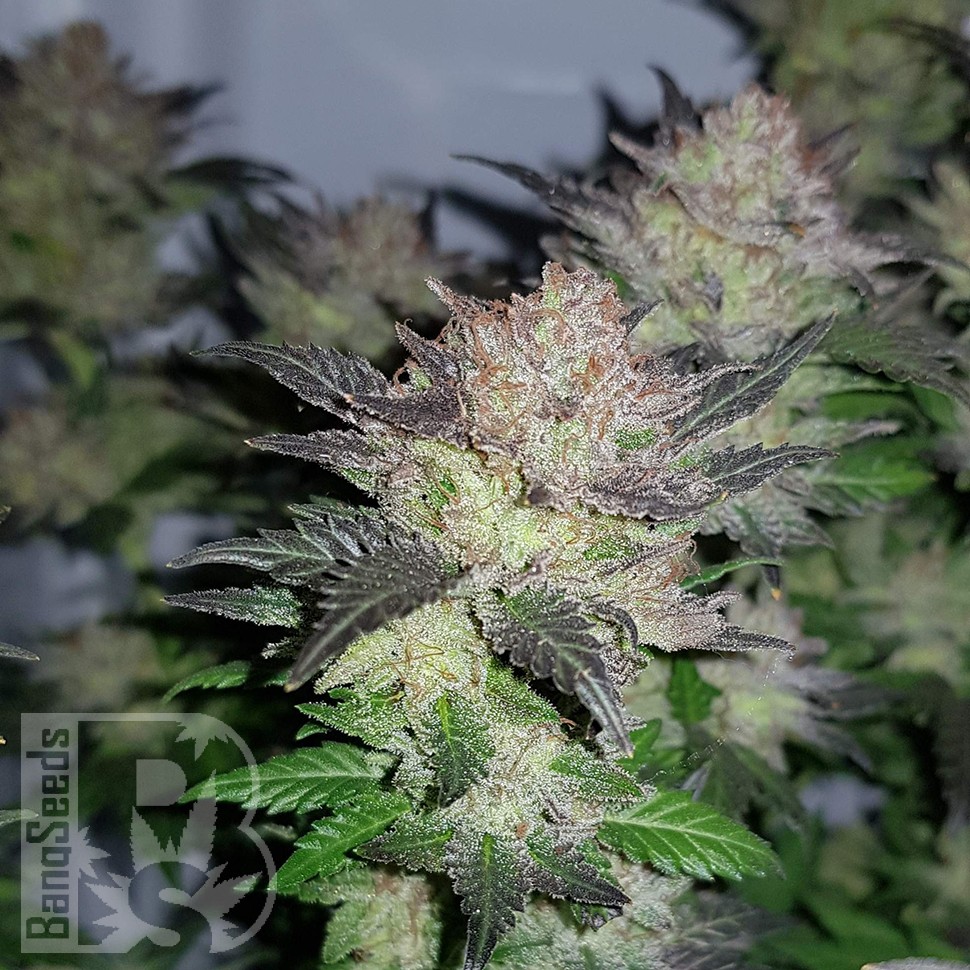 Марихуана Auto Critical Plus feminised Ganja Seeds Марихуана Auto Critical Plus feminised Ganja Seeds