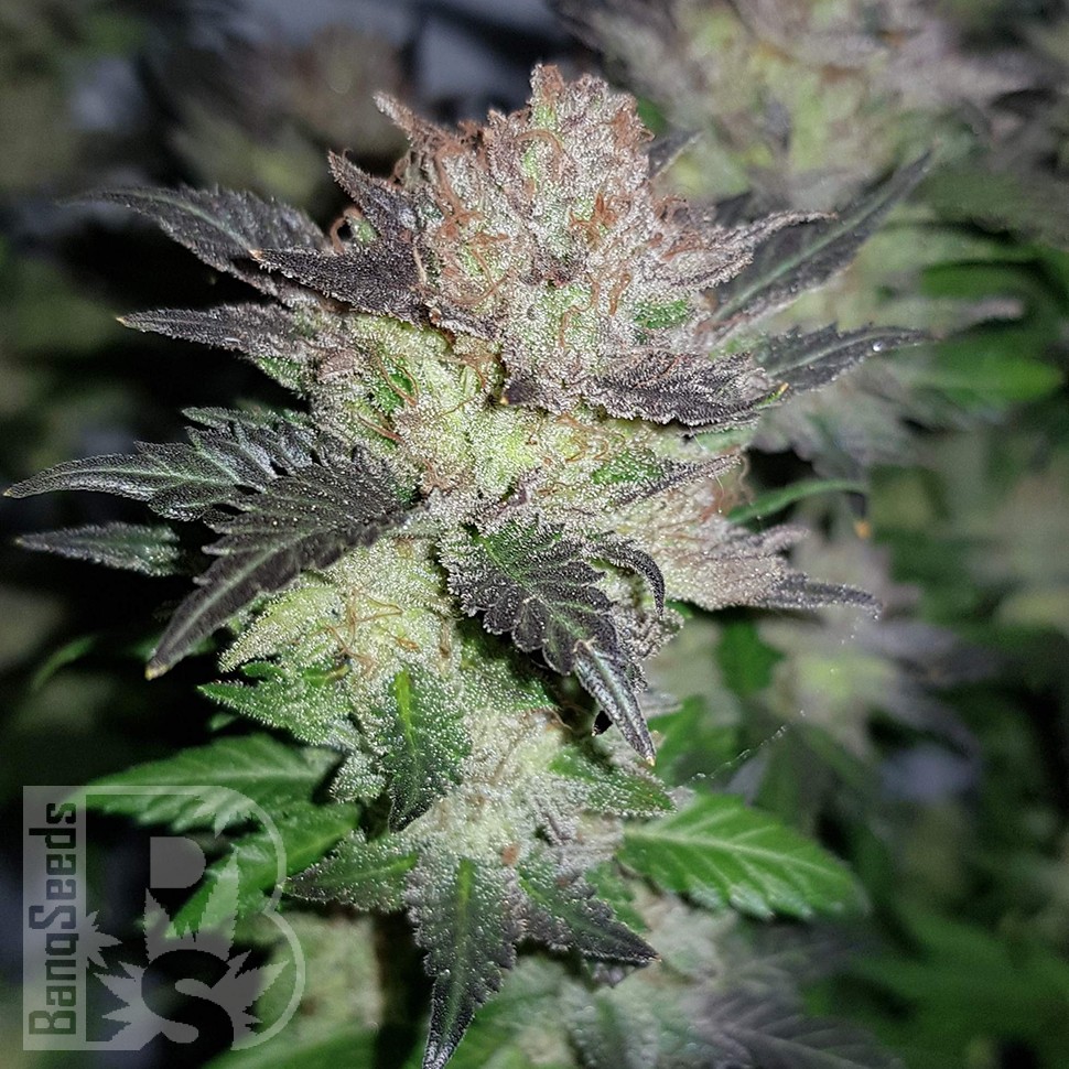 Конопля Auto Critical Plus feminised Ganja Seeds Конопля Auto Critical Plus feminised Ganja Seeds