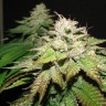 Deep Sleep feminised Ganja Seeds Deep Sleep feminised Ganja Seeds