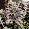 Семена ганжа Auto Mimosa feminised Ganja Seeds Семена ганжа Auto Mimosa feminised Ganja Seeds