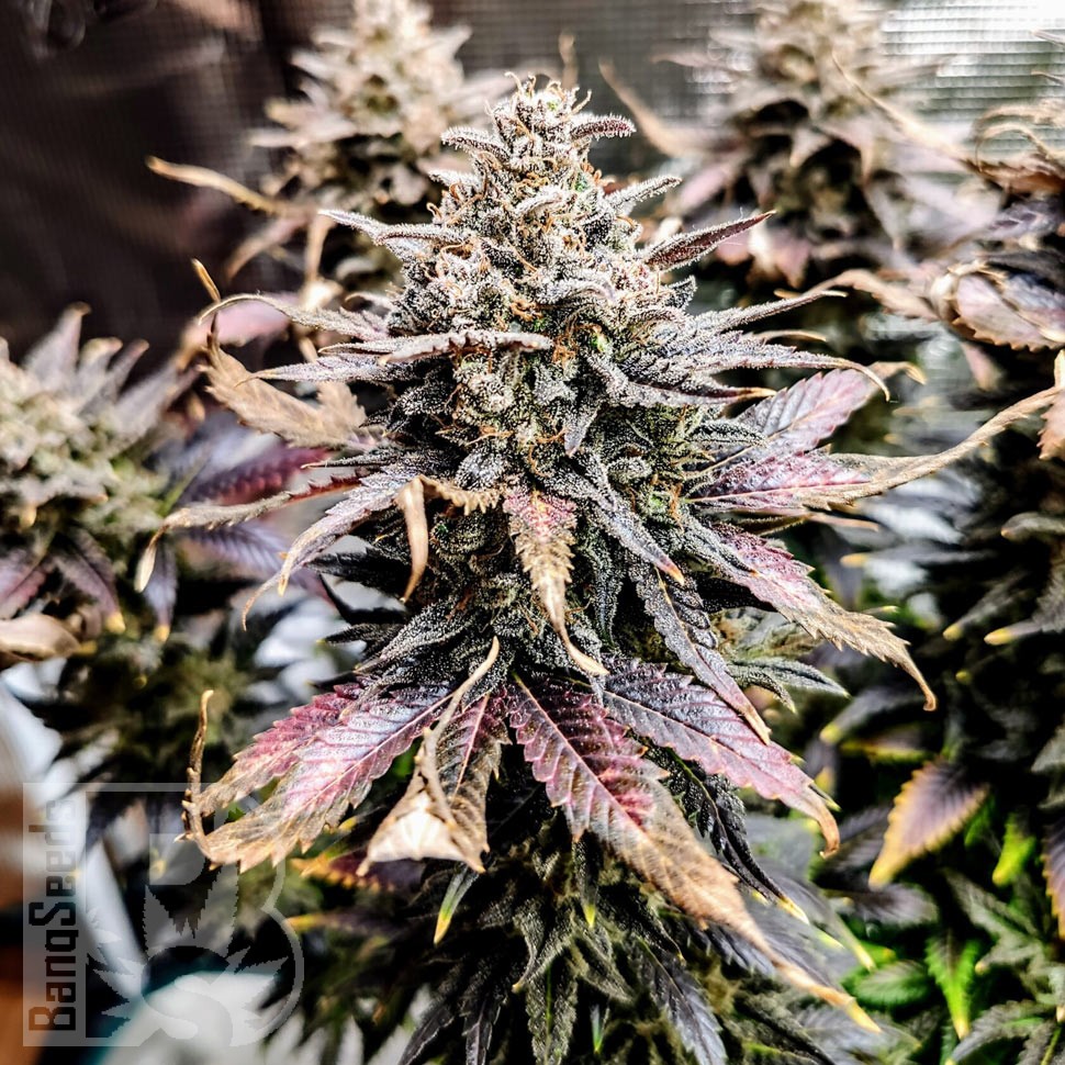 Семена ганжа Auto Mimosa feminised Ganja Seeds Семена ганжа Auto Mimosa feminised Ganja Seeds