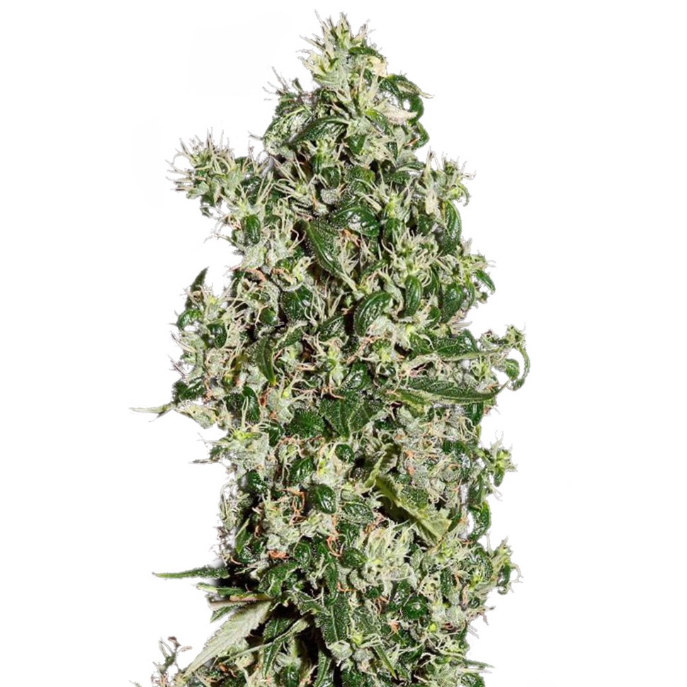 купить семена конопли с доставкой Auto Sweet Tooth regular купить семена конопли с доставкой Auto Sweet Tooth regular