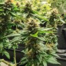 купить семена марихуаны в Алматы Acid regular купить семена марихуаны в Алматы Acid regular