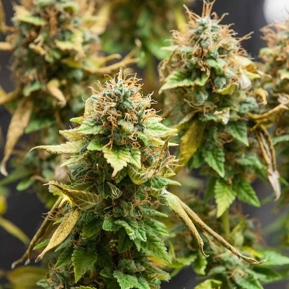 Семена Acid regular Ganja Seeds