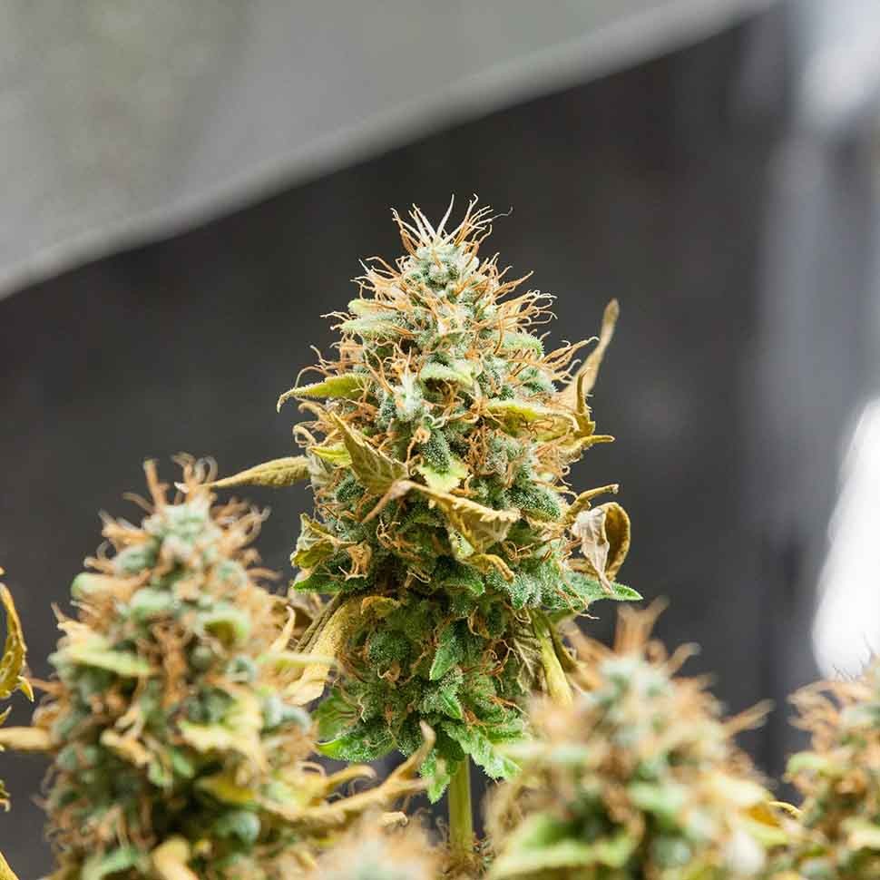 купить семена конопли индика Acid regular купить семена конопли индика Acid regular