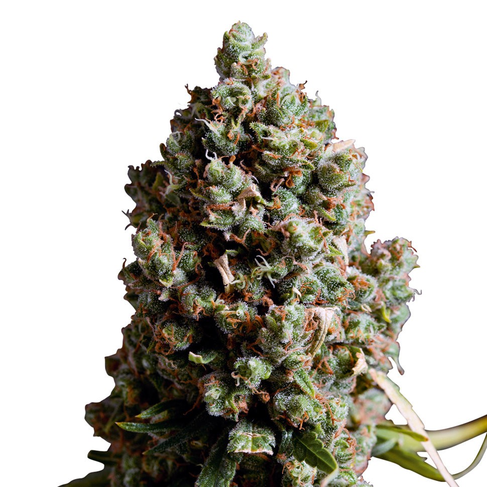 Семена конопли Auto Caiera feminised GanjaVIP Seeds