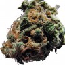 купить семена конопли Auto Caiera feminised феминизированные купить семена конопли Auto Caiera feminised феминизированные