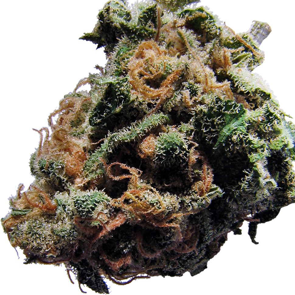 купить семена конопли Auto Caiera feminised феминизированные купить семена конопли Auto Caiera feminised феминизированные