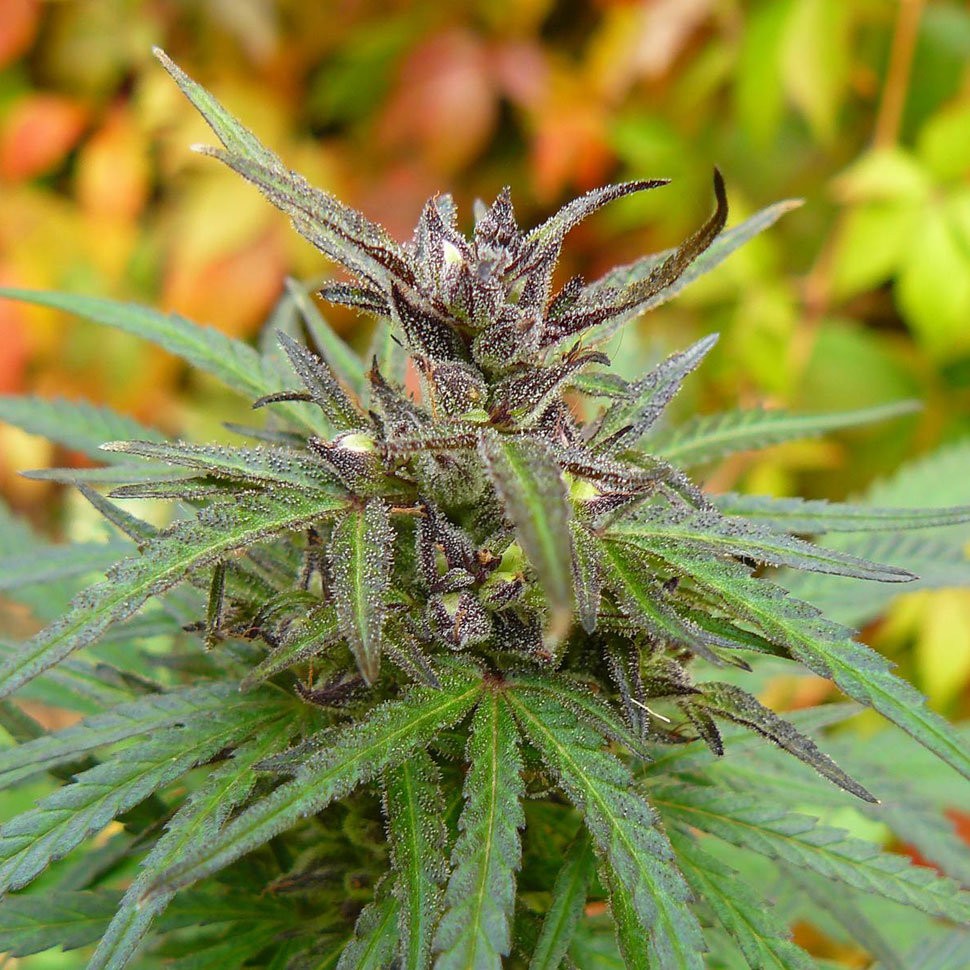 купить семена конопли Auto Caiera feminised гидропоники купить семена конопли Auto Caiera feminised гидропоники