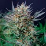 купить семена конопли Auto Caiera feminised курьером купить семена конопли Auto Caiera feminised курьером