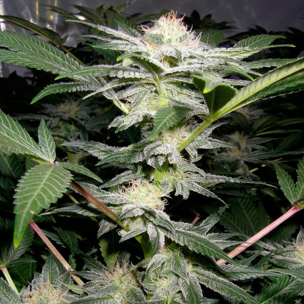 Семена конопли Auto Caiera feminised GanjaVIP Seeds Семена конопли Auto Caiera feminised GanjaVIP Seeds