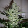 купить семена конопли f1 в оригинальной упаковке Auto AK 47 feminised