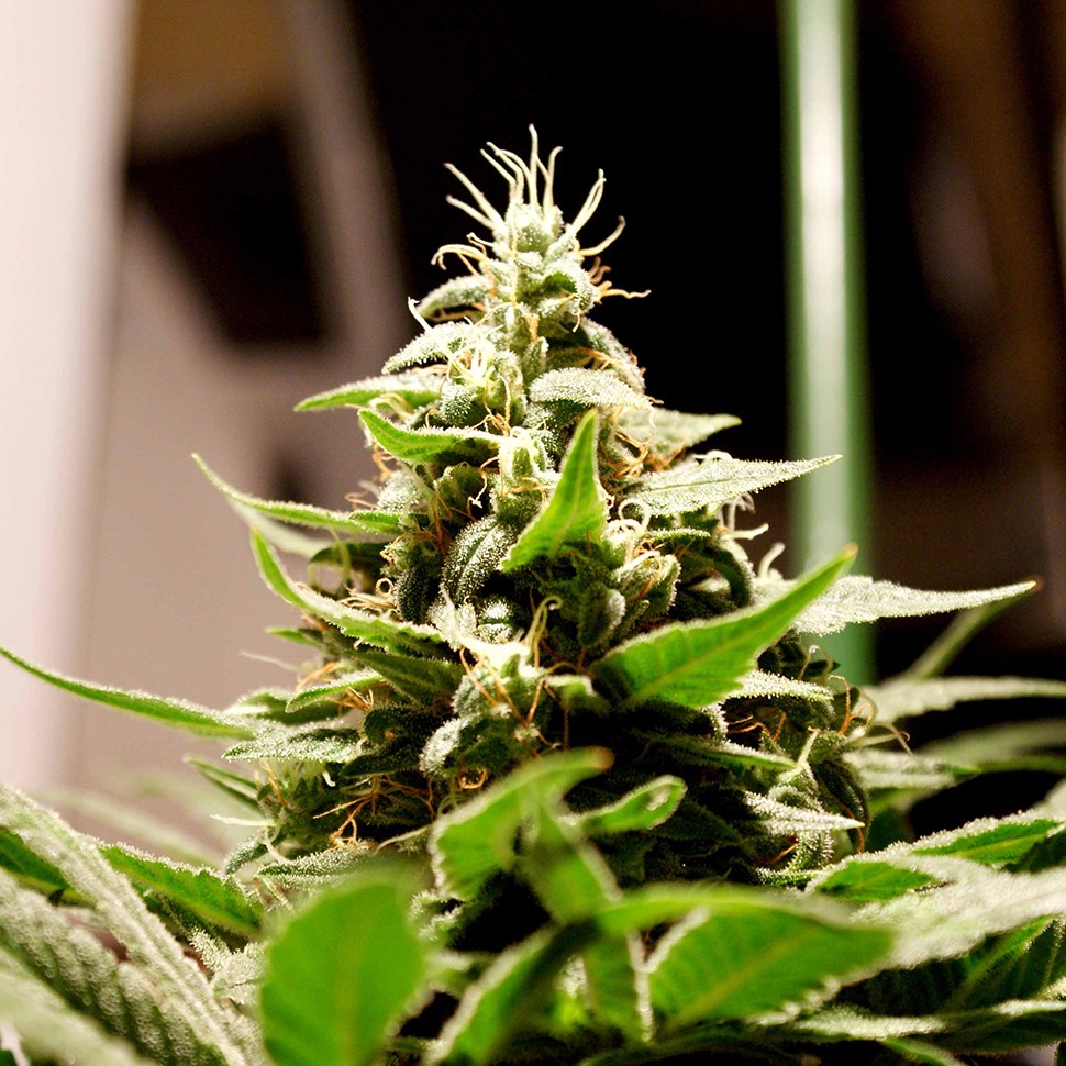 Семена Bars feminised Bang Seeds