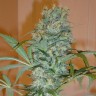 семена каннабиса Nibiru feminised Ganja Seeds семена каннабиса Nibiru feminised Ganja Seeds