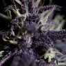 Семена Auto Dark Purple feminised Ganja Seeds Семена Auto Dark Purple feminised Ganja Seeds