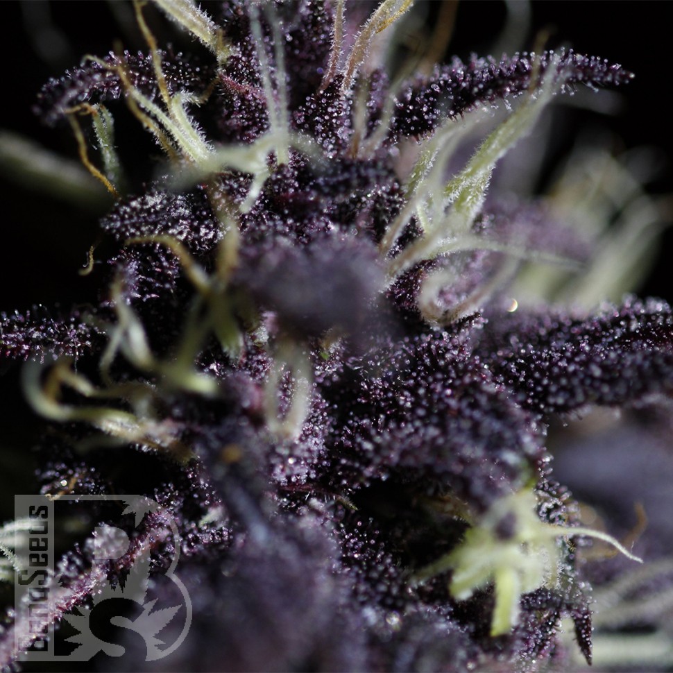 Семена марихуаны Auto Dark Purple feminised Ganja Seeds