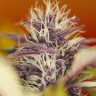 Семки Auto Dark Purple feminised Ganja Seeds Семки Auto Dark Purple feminised Ganja Seeds