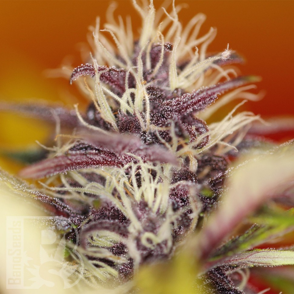 Семки Auto Dark Purple feminised Ganja Seeds Семки Auto Dark Purple feminised Ganja Seeds