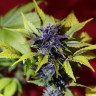 Купить семена Auto Dark Purple feminised Ganja Seeds Купить семена Auto Dark Purple feminised Ganja Seeds