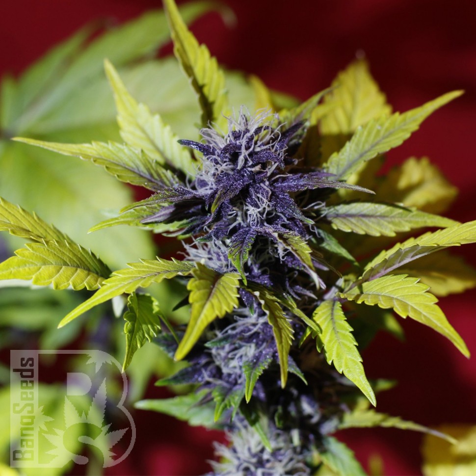 Купить семена Auto Dark Purple feminised Ganja Seeds Купить семена Auto Dark Purple feminised Ganja Seeds