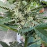Deimos feminised Ganja Seeds Deimos feminised Ganja Seeds