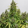 Deimos feminised Ganja Seeds Deimos feminised Ganja Seeds