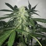 Deimos feminised Ganja Seeds Deimos feminised Ganja Seeds