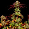 Семена каннабиса Auto Mintz feminised Ganja Seeds Семена каннабиса Auto Mintz feminised Ganja Seeds
