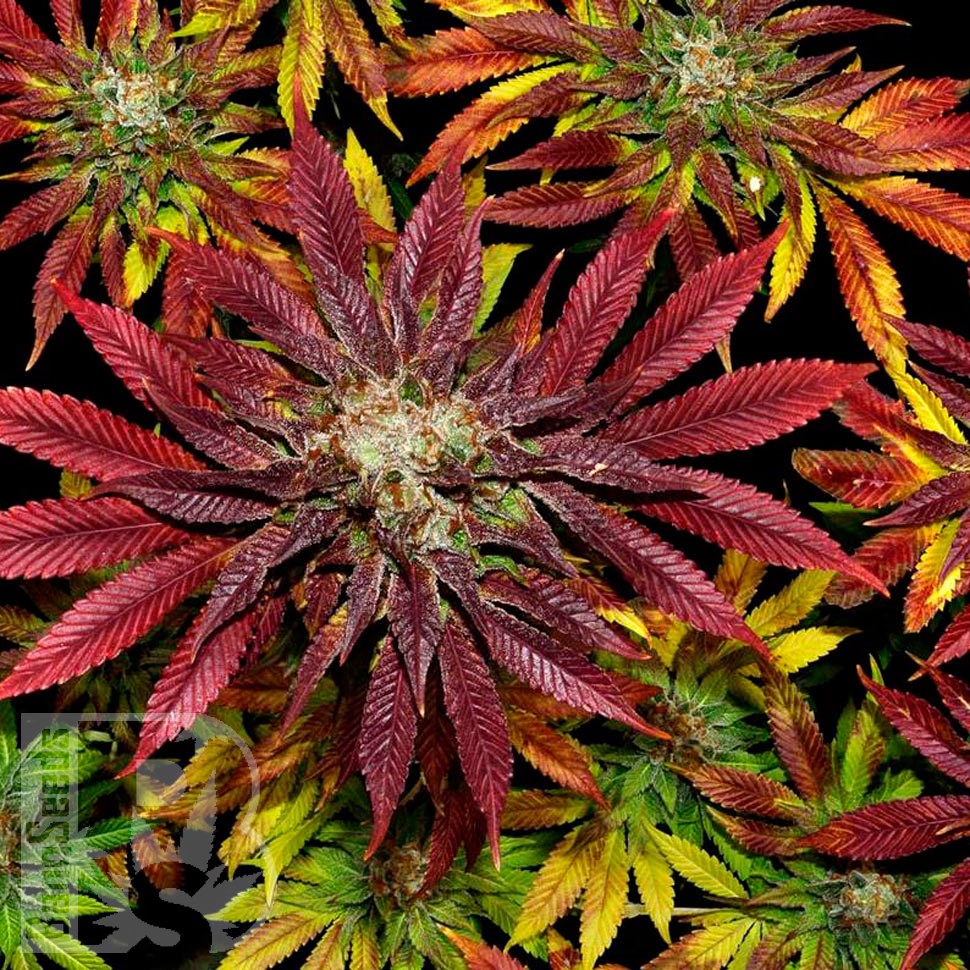 Семена каннабиса Auto Mintz feminised Ganja Seeds Семена каннабиса Auto Mintz feminised Ganja Seeds
