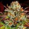 Семена каннабиса Auto Mintz feminised Ganja Seeds Семена каннабиса Auto Mintz feminised Ganja Seeds