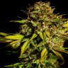 Семена каннабиса Auto Mintz feminised Ganja Seeds Семена каннабиса Auto Mintz feminised Ganja Seeds