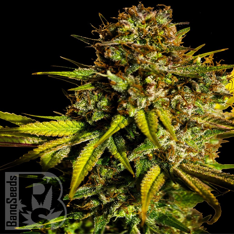 Семена каннабиса Auto Mintz feminised Ganja Seeds Семена каннабиса Auto Mintz feminised Ganja Seeds
