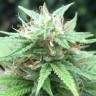 где заказать семена конопли Auto Mango feminised где заказать семена конопли Auto Mango feminised