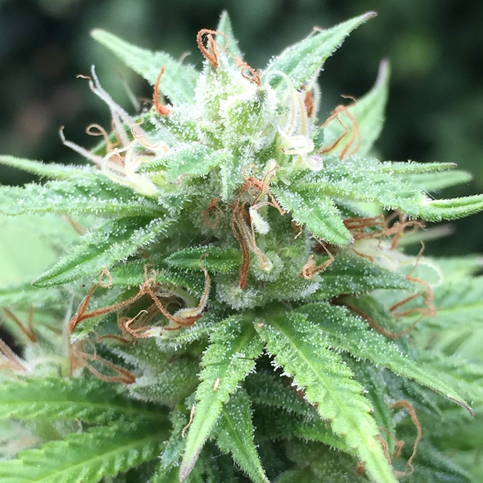 где заказать семена конопли Auto Mango feminised где заказать семена конопли Auto Mango feminised