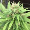заказать семена конопли наложенным платежом Auto Mango feminised заказать семена конопли наложенным платежом Auto Mango feminised