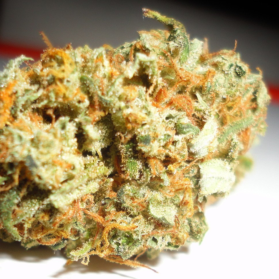 купить семена конопли в украине Auto Mango feminised купить семена конопли в украине Auto Mango feminised