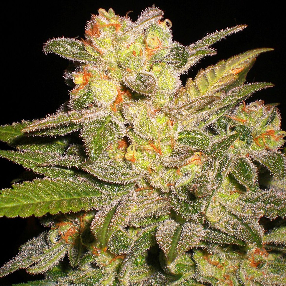 Семена ганжа Auto Mango feminised Ganja Seeds