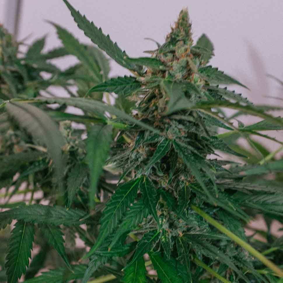 конопля семена сорта заказать Brainstorm regular конопля семена сорта заказать Brainstorm regular