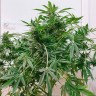 купить мощные семена конопли Brainstorm regular купить мощные семена конопли Brainstorm regular